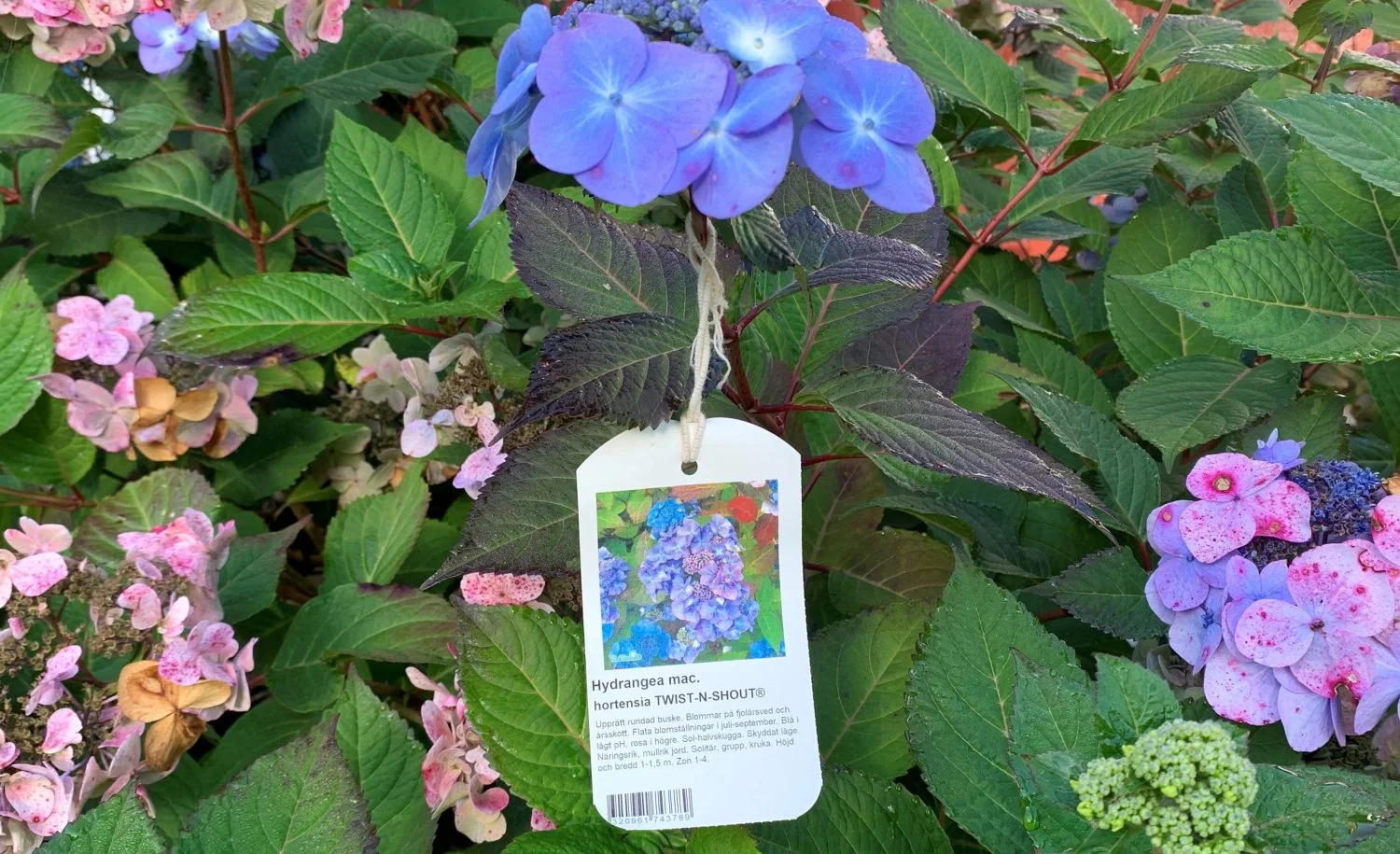 Hängetikett Hydrangea ny