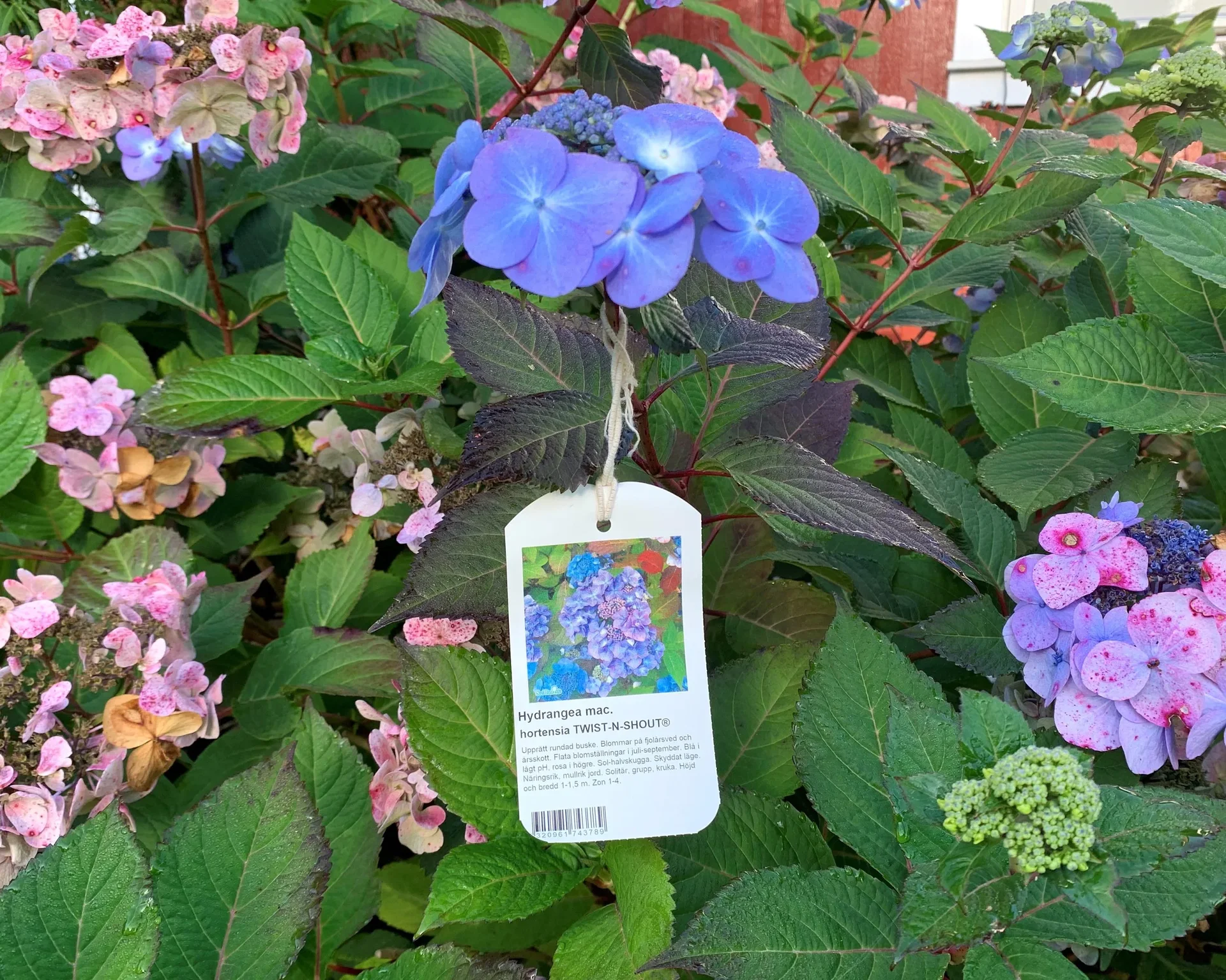 Hängetikett på Hydrangea